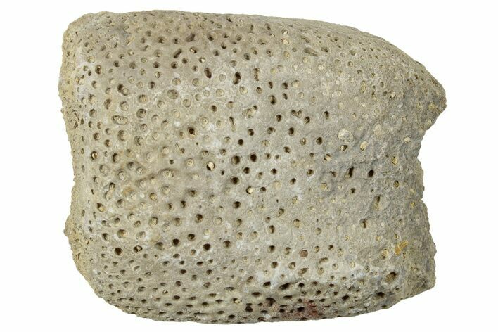 Cretaceous Fish Palate - Kansas #254631